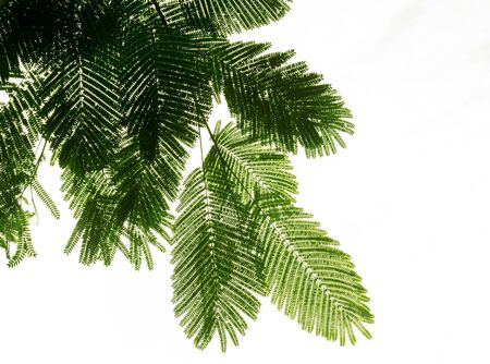 green Flam-boyant leaf on the branches isolate on white backgroundの写真素材