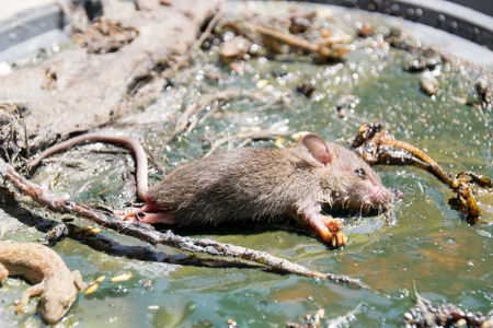 Close up Dead small rat on mousetrapの写真素材