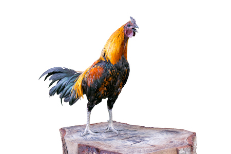 Chicken Rooster crows on a timber isolated on white background (Die cutting)の写真素材