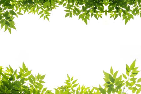 green leaf frame isolate on white backgroundの写真素材