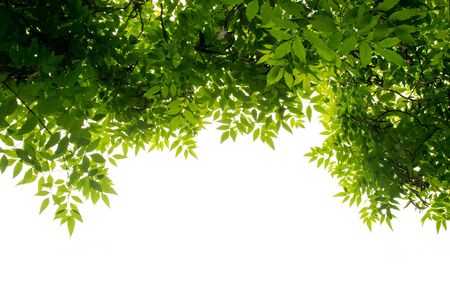 green leaf on the branches isolate on white backgroundの写真素材