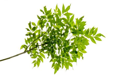 green leaf on the branches isolate on white backgroundの写真素材