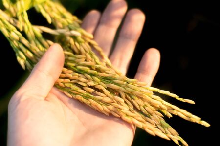 Close up hand hold Yellow paddy riceの写真素材