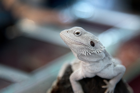 Animal - Close up White lizard Iguana on Timberの写真素材