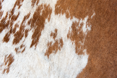 White and brown Cow skin texture and background
