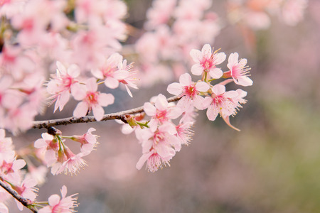 Wild Himalayan Cherry (Sakura) or Wild Himalayan tree. Beautiful Pink Flowers in north of Thailandの写真素材