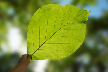 Up view hand hold nature green leafの写真素材