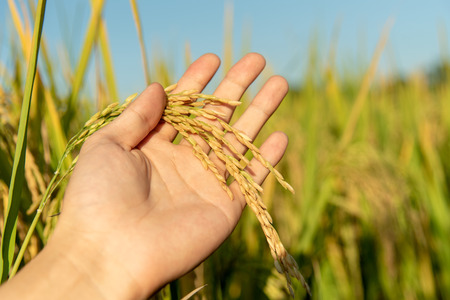 Closeup hand hold paddy yellow rice plant in rice fieldの写真素材