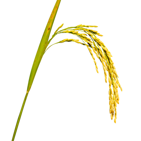 Paddy yellow rice plant isolate on whiteの写真素材