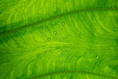 Close up Bright Green leaf with water drops for textured background