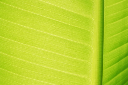 leaf banana 