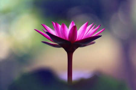 Pink lotusの写真素材
