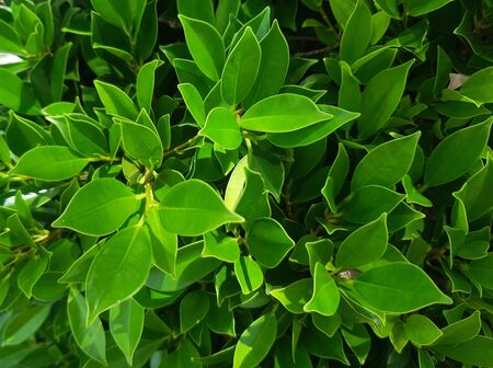 Green leaves background texture with some yellow leaf mix in day lightの写真素材