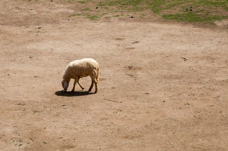Sheepの写真素材