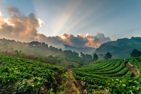 Light of strawberry farm at doi angkhang, Chiangmai, Thailandの写真素材