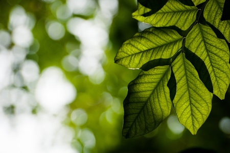 Sun behind the leaves to see the detailsの写真素材