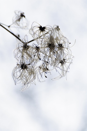 Dry flower in white backgroundの写真素材