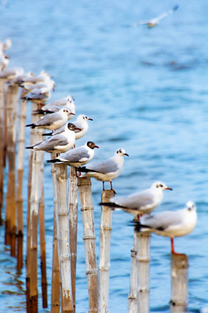 seagull stand ordering on neat timberの写真素材