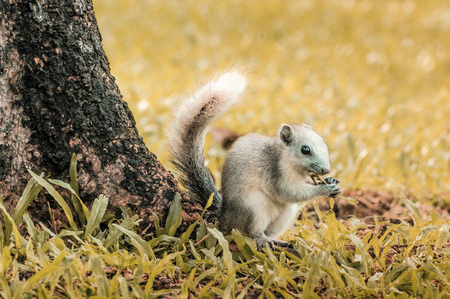 squirrel eating yellow grass の写真素材