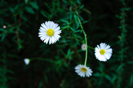 little white flower in dark green