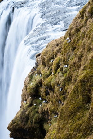 Skogafoss waterfall, Iceland. Skogafoss is a famous attraction waterfall in Iceland. The White birds, seagulls are on cliffs and waterfallsの写真素材