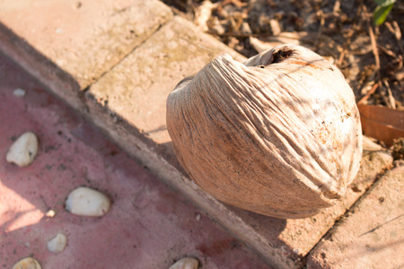 Old coconut on the brickの写真素材