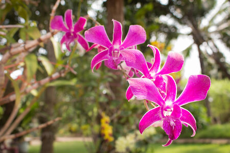 pink orchid flowersの写真素材