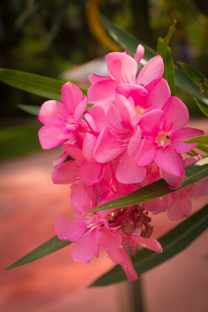 close up pink flowersの写真素材