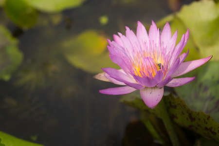 Bees and lotusの写真素材