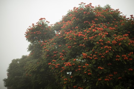 Baliness flowered tree in the fog. Indonesia, Bali