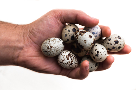 quail eggs in a man's hands. white backgroundの写真素材