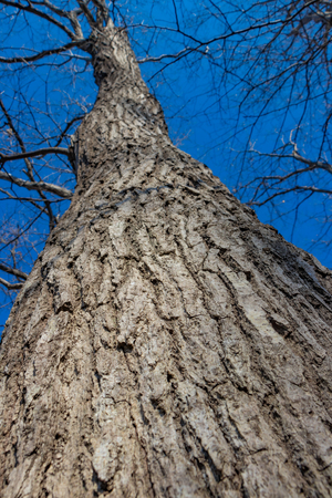 Looked at the withering tree and blue skyの写真素材