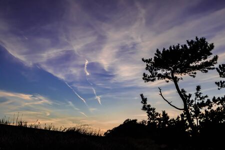 Sunset sky and pine silhouetteの写真素材