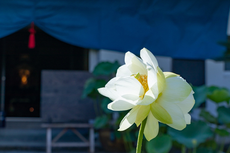 Twin lotus flowersの写真素材