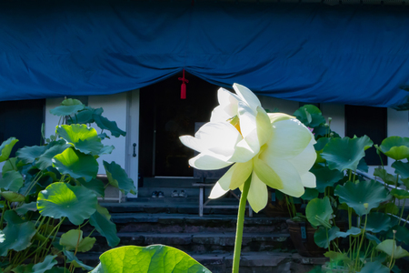 Twin lotus flowersの写真素材