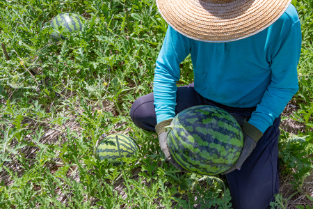 Watermelon fieldの写真素材