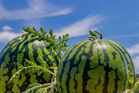 Watermelon field summer imageの写真素材