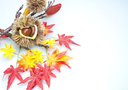 autumnの写真素材