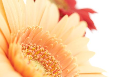 Gerberaの写真素材