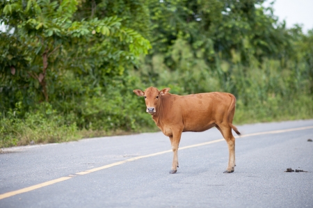A calf on road の写真素材