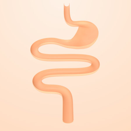 Human gastrointestinal system, stomach and intestine, Health care concept, 3D renderingの写真素材
