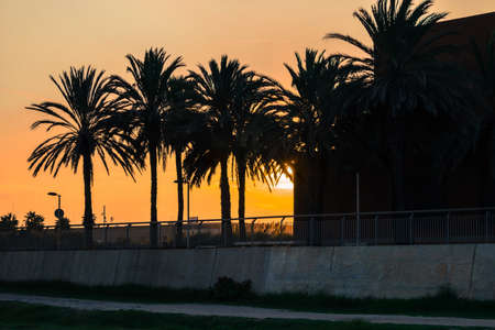 dark silhouette of palm trees in the city at orange sky sunsetの写真素材
