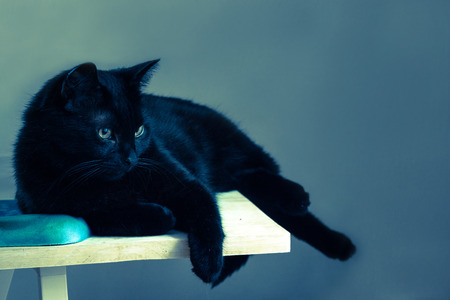 Black cat laying on the table in cold lightの写真素材