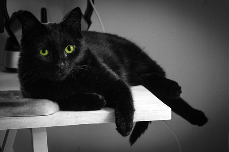 Black cat with green eyes on table, black and white selected focus grain background photoの写真素材