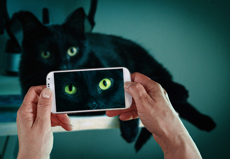 Cell phone shot of black cat laying on the table in cold lightの写真素材