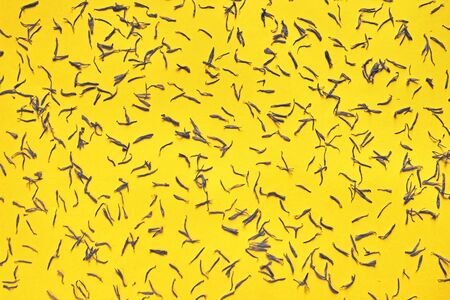 Violet flower petals scattered on yellow backgroundの写真素材