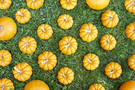 Small orange pumpkins on the fresh green grass backgroundの写真素材