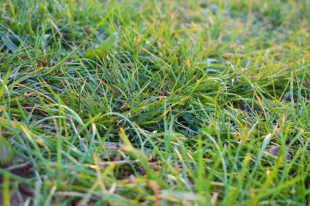 Green grass under sunsetの写真素材