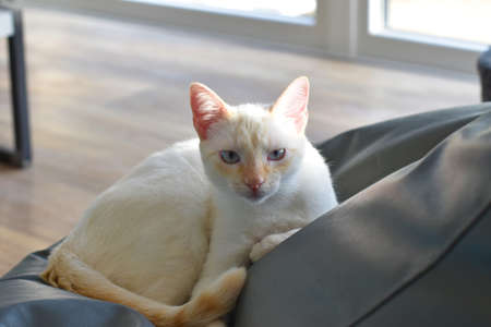 White cat looking at youの写真素材