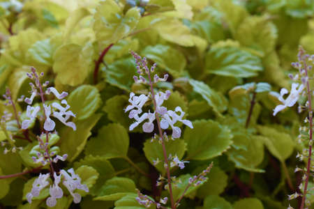 Small flowers with green backgroundの写真素材